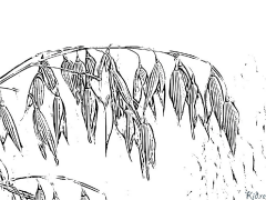 uʻamea - saito Itulau Lanu Lolomi